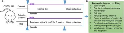 Excessive Sodium Intake Leads to Cardiovascular Disease by Promoting Sex-Specific Dysfunction of Murine Heart